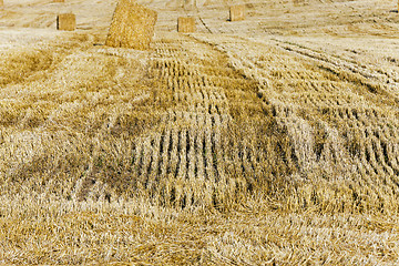 Image showing field with straw  