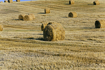 Image showing straw stack . harvesting