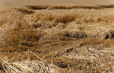 Image showing broken rain wheat 