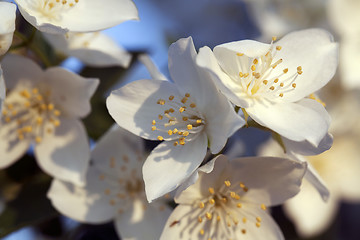 Image showing blooming jasmine  flowers