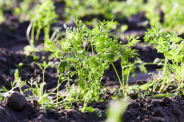 Image showing carrot leaves  close-up