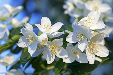 Image showing blooming jasmine  flowers