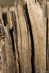 Image showing cracked tree   closeup  