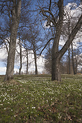 Image showing spring flowers