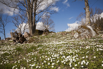 Image showing springtime