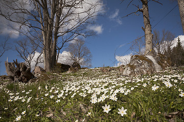 Image showing spring