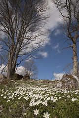 Image showing spring