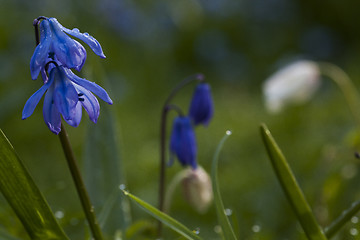 Image showing scilla