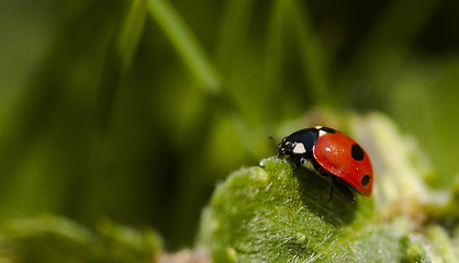 Image showing ladybird