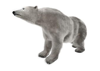 Image showing Polar Bear on White