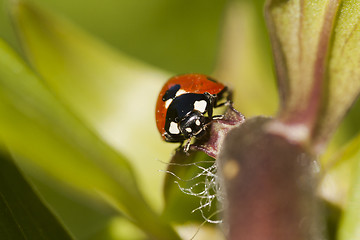 Image showing lady bird