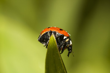 Image showing lady bird