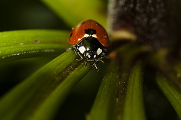 Image showing lady bird