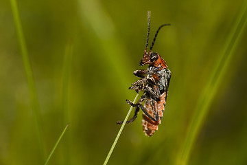 Image showing beetle