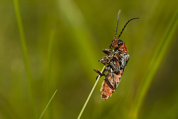 Image showing beetle