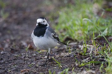 Image showing white wagtail