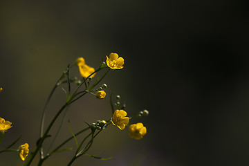 Image showing buttercups