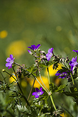 Image showing woodland geranium