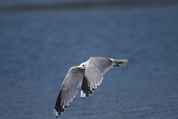 Image showing flying seagull