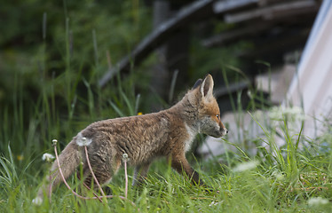 Image showing fox cub on the way