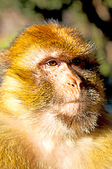 Image showing old monkey in   morocco   fauna close up