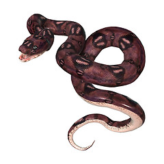 Image showing Anaconda Snake on White