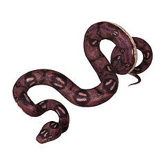 Image showing Anaconda Snake on White