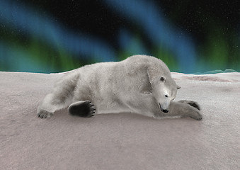 Image showing Polar Bear Resting