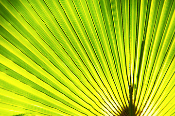 Image showing abstract green leaf   the light 