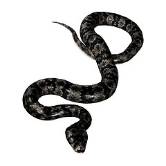 Image showing Cottonmouth Snake on White