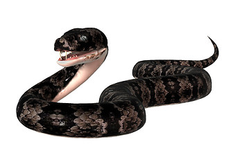 Image showing Cottonmouth Snake on White