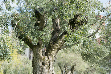 Image showing EUROPE PORTUGAL PORTO RIBEIRA OLIVE TREE