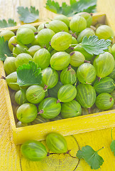 Image showing gooseberry