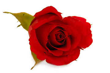 Image showing Red rose flower isolated on white background