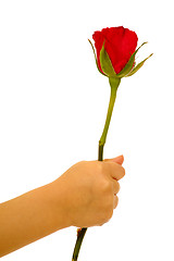 Image showing Child holding rose flower in hand on white background