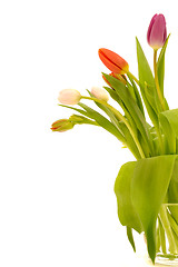 Image showing Tulip flowers isolated on white background