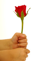 Image showing Child holding rose flower in hand on white background