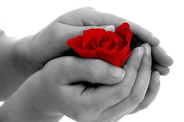 Image showing Child holding rose flower in hand on white background