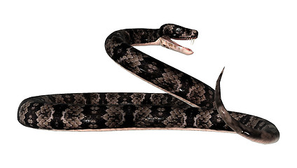 Image showing Cottonmouth Snake on White