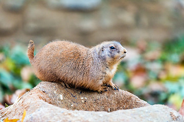 Image showing Black-tailed prairie dog