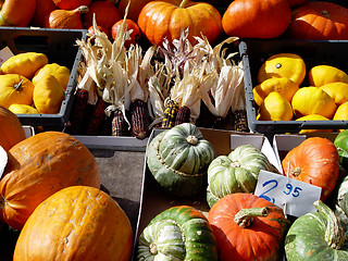 Image showing pumpkins + corn