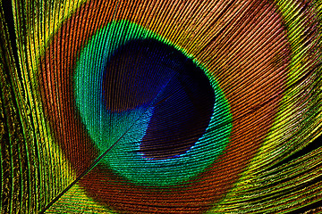 Image showing Peacock feather (detail of eyespot)