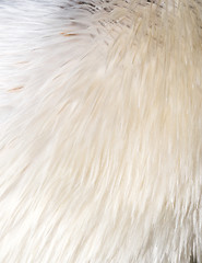 Image showing White bird feathers