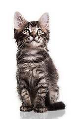 Image showing Cute Furry Kitten