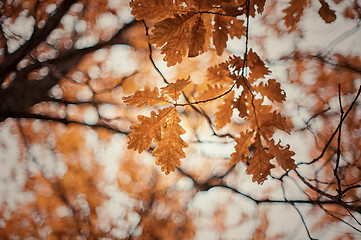 Image showing autumn oak-tree leaves