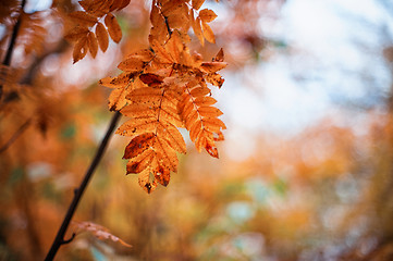 Image showing rowan-tree with rowanberry