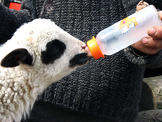 Image showing Feeding Lamb