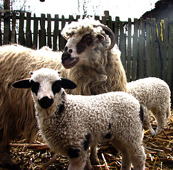 Image showing sheep, lamb