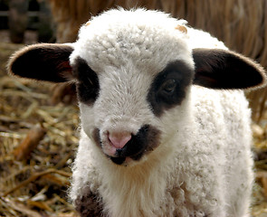 Image showing Lamb