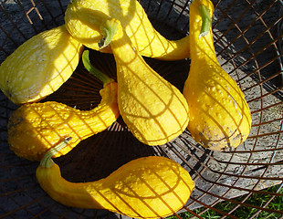 Image showing pumpkins in a basket